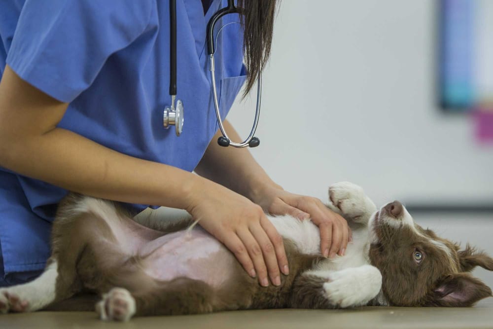 "Cuidado Animal" brinda asesoramiento veterinario en formato televisivo imagen de la publicación