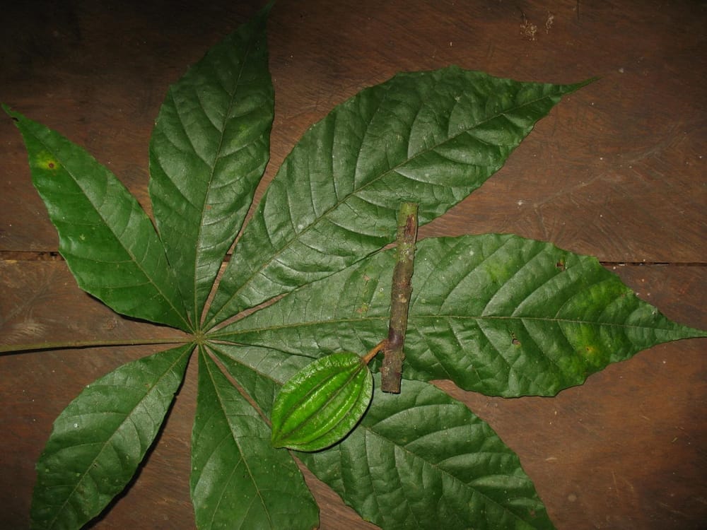Científicos identifican tres nuevas especies relacionadas con el cacao imagen de la publicación