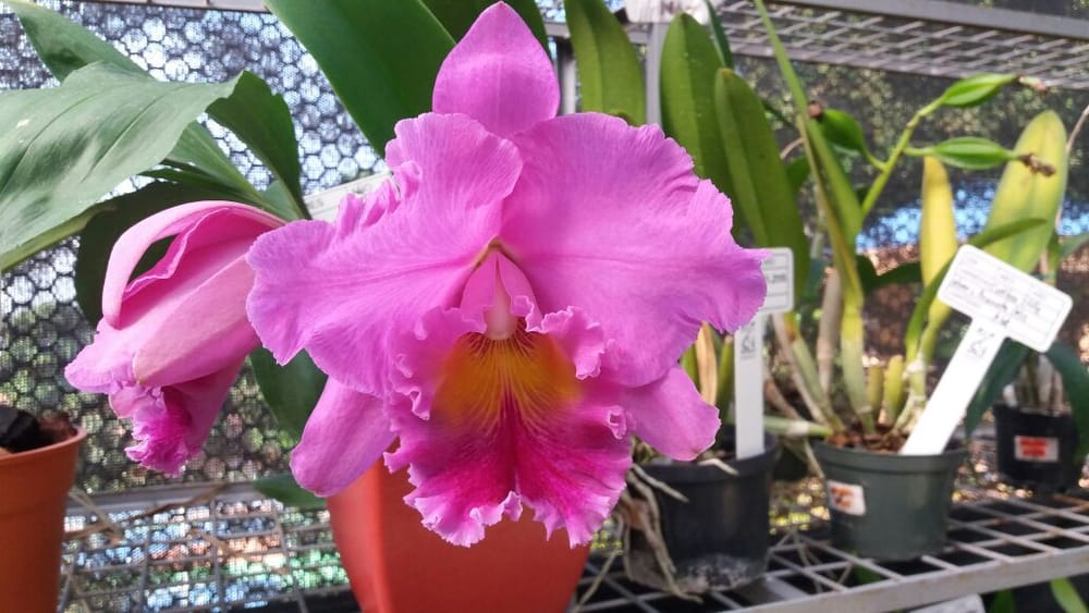 Orquídeas de Santander están en riesgo de desaparecer imagen de la publicación