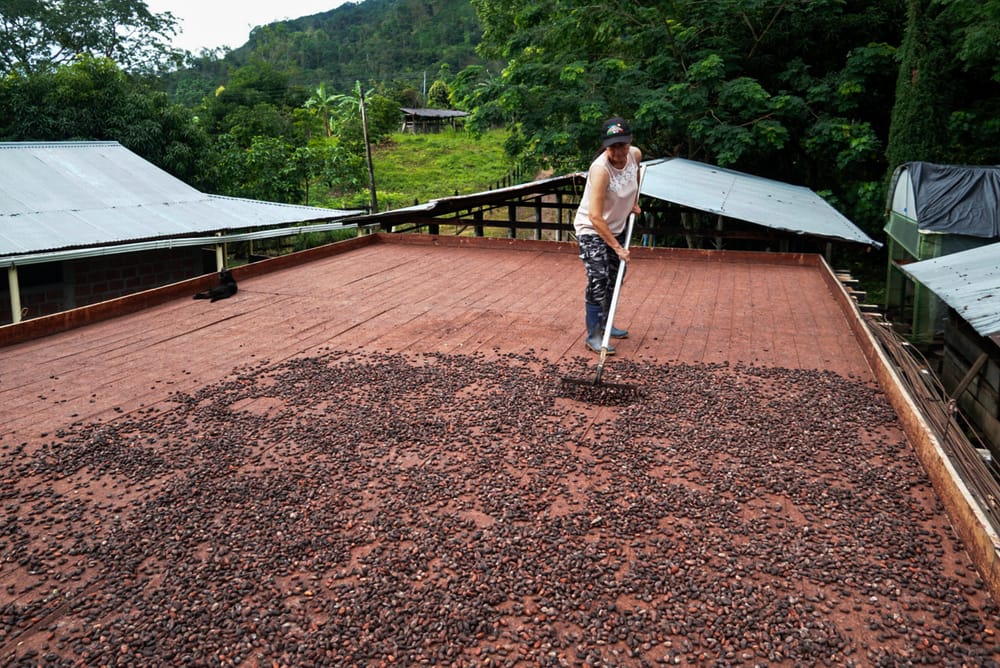 Millonaria inversión fortalece producción de cacao en El Carmen de Chucurí imagen de la publicación