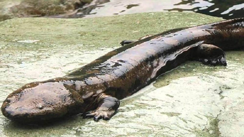 Hallan fósiles de Gaiasia jennyae, una bestia acuática con colmillos afilados imagen de la publicación