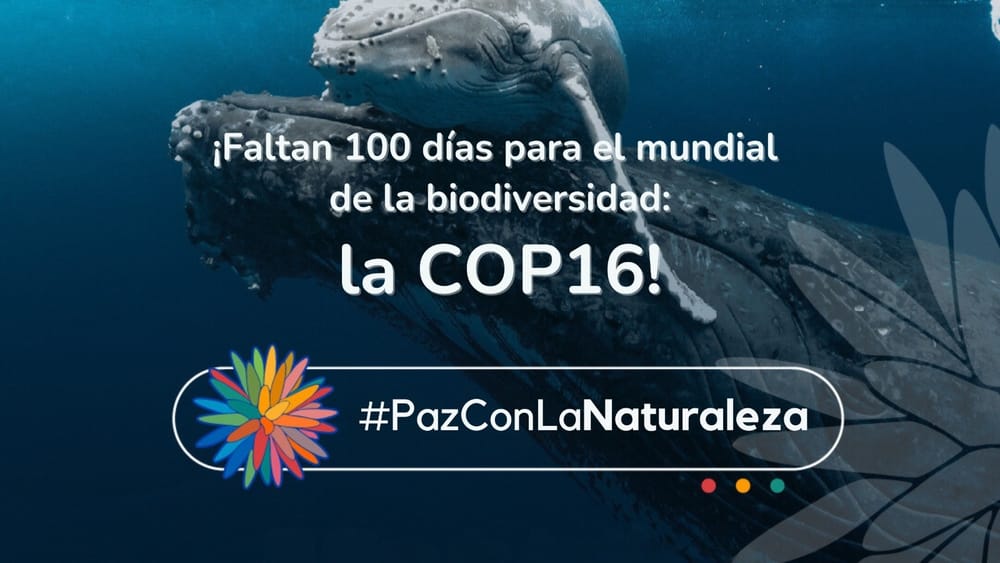 Conteo regresivo: Colombia listo para la COP16 sobre biodiversidad en Cali imagen de la publicación