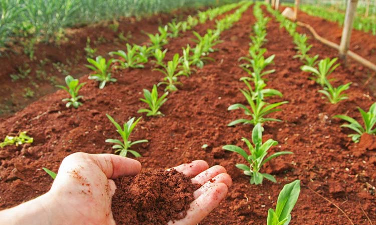 Santander impulsa su sector agrícola imagen de la publicación