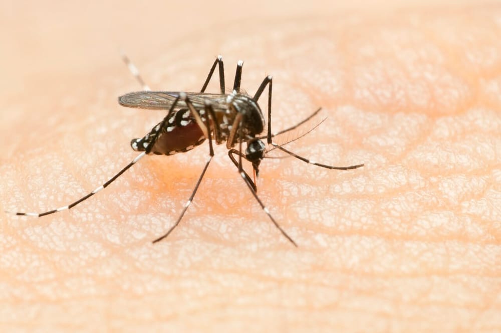Crisis de dengue y deuda hospitalaria imagen de la publicación