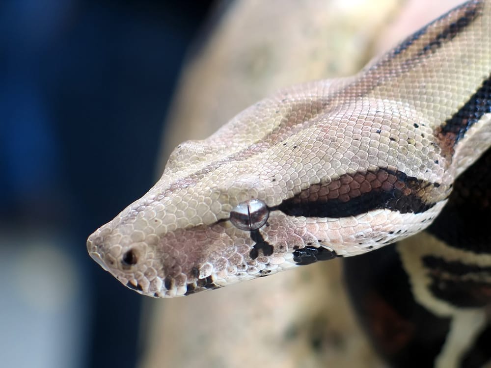 Intervención especializada salvó a boa constrictor en la carretera Socorro - San Gil imagen de la publicación