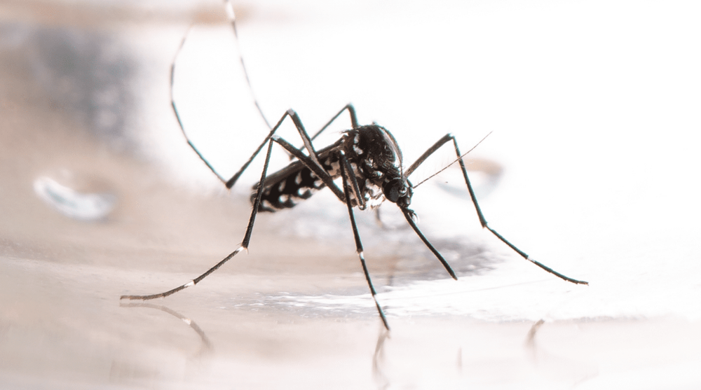 Piedecuesta entrega 1.500 kits de limpieza para combatir el dengue en zonas críticas imagen de la publicación