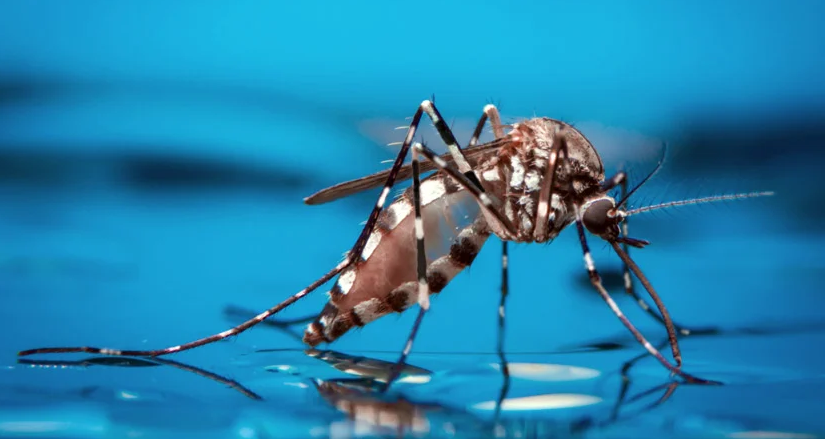 Crecen los casos de dengue en barrios de Floridablanca imagen de la publicación