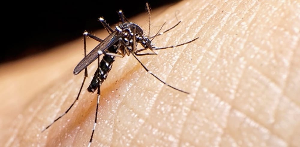 Colombia enfrenta brote de dengue: más de 250 mil casos confirmados y 115 muertes imagen de la publicación