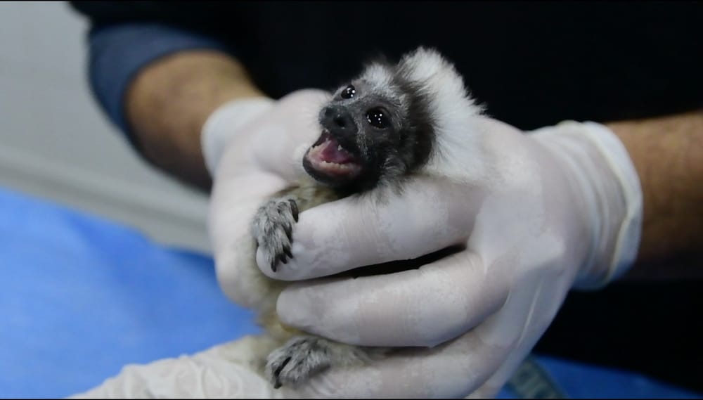 Rescatan a dos monos Tití cabeciblancos mantenidos ilegalmente como mascotas imagen de la publicación