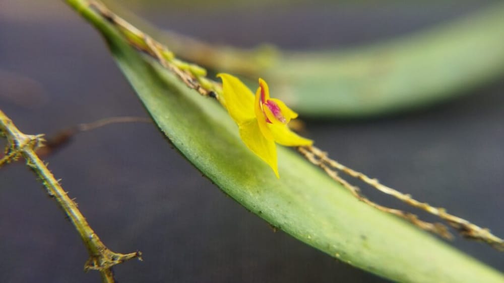 Descubren nueva especie de orquídea en García Rovira imagen de la publicación