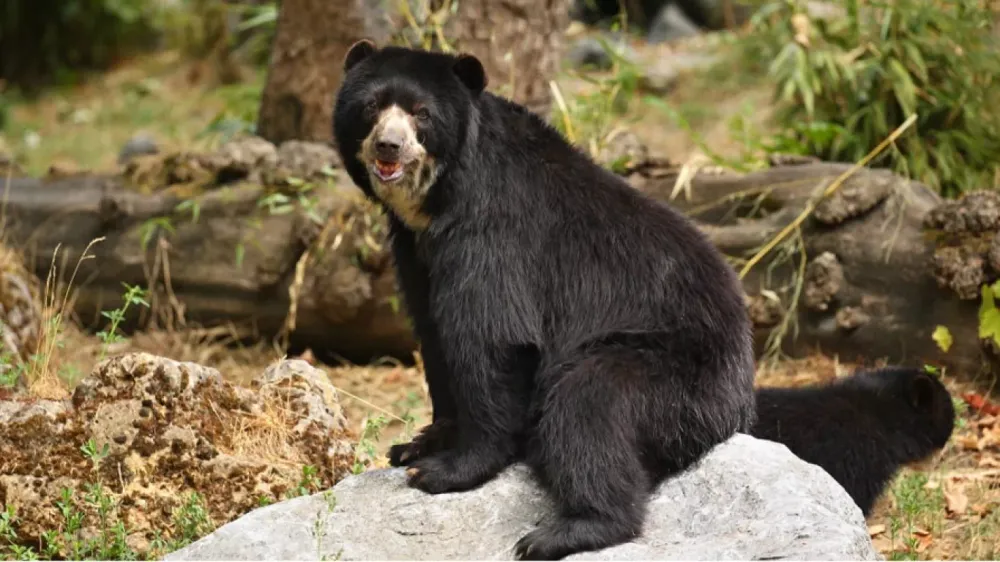 VIDEO. Capturan imágenes de oso andino en reserva natural de Santander imagen de la publicación