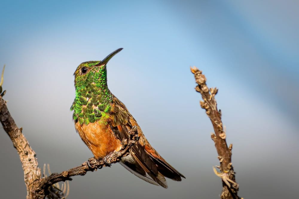 Día Nacional de las Aves: Santander y su invaluable riqueza natural imagen de la publicación