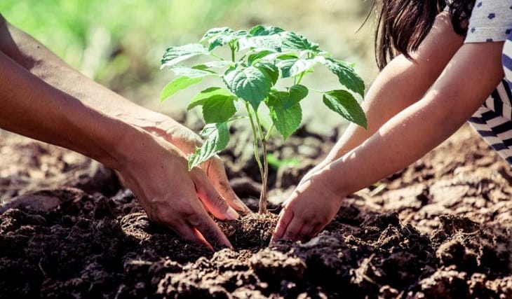 Nuevos viveros para el futuro verde de Santander imagen de la publicación