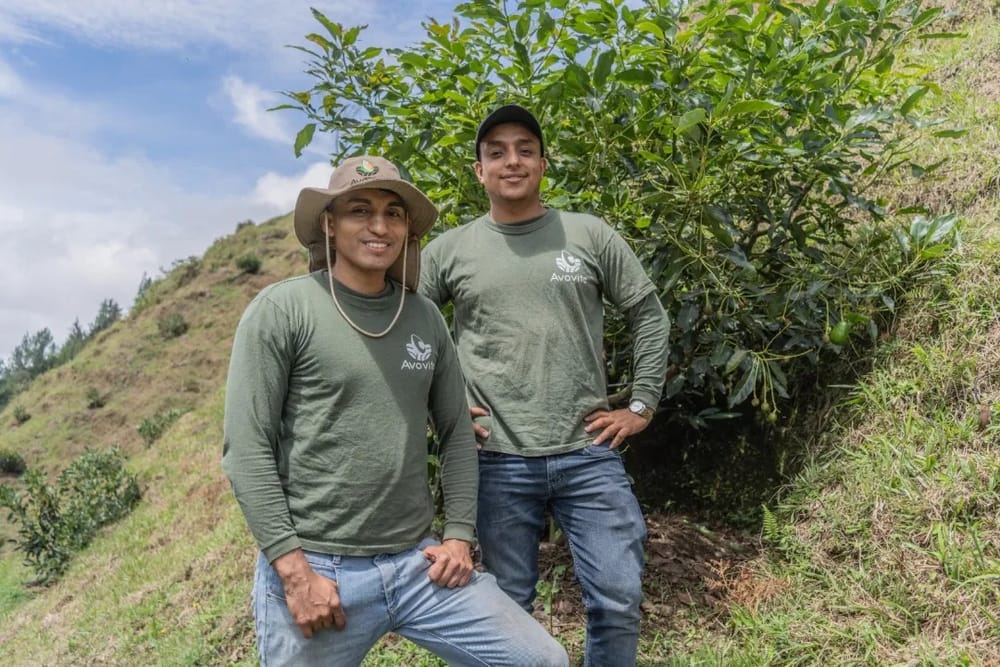 Avovite: Plataforma digital para invertir en aguacate hass imagen de la publicación