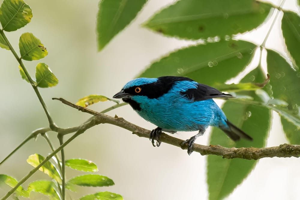 El October Big Day llega a Nariño con el XXI Festival de las Aves imagen de la publicación