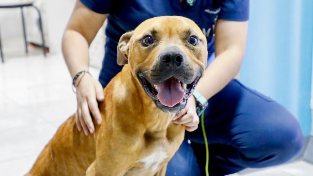 Conan, el perro maltratado en Floridablanca recibe cuidados veterinarios imagen de la publicación