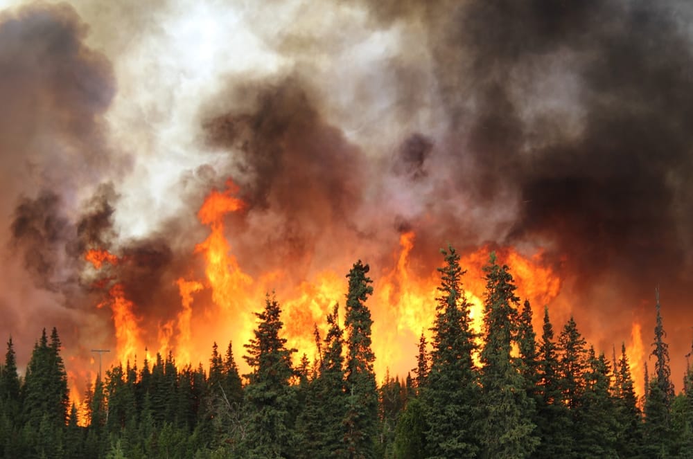 Cambio climático eleva incendios forestales a niveles críticos imagen de la publicación