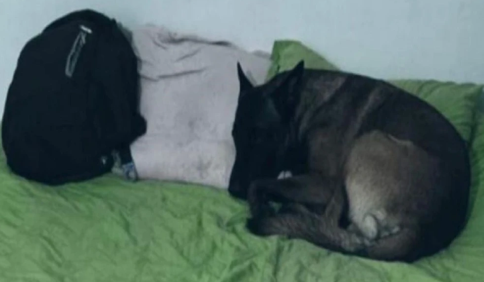 VIDEO. Perrito de subteniente asesinado en Norte de Santander se aferra a su cama imagen de la publicación