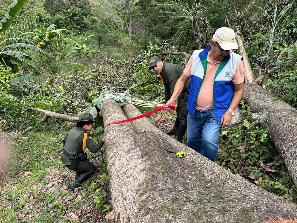 Lucha contra el tráfico de madera deja 21 capturados imagen de la publicación