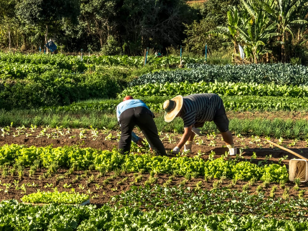 ¡Histórico! Campesinos del Catatumbo podrán condonar hasta el 80% de sus deudas imagen de la publicación