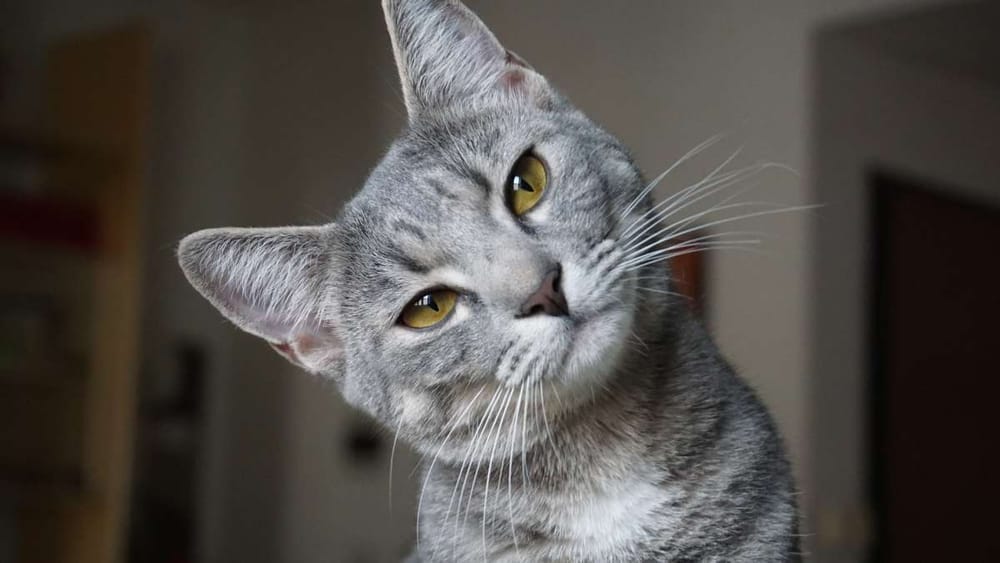 ¿Sabía esto sobre los gatos? Celebre su día con curiosidades y amor imagen de la publicación