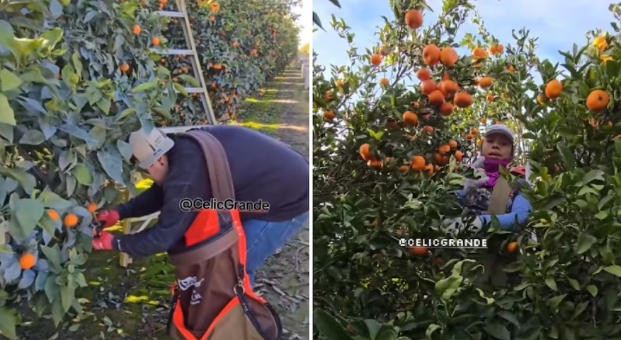 VIDEO. ¡Sin latinos, ni cosecha! EE.UU. no puede recoger ni mandarinas imagen de la publicación