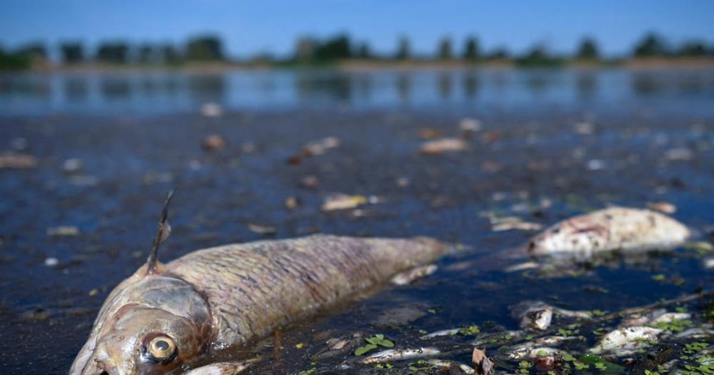 Comunidades alertan sobre muerte masiva de peces en el río Lebrija imagen de la publicación