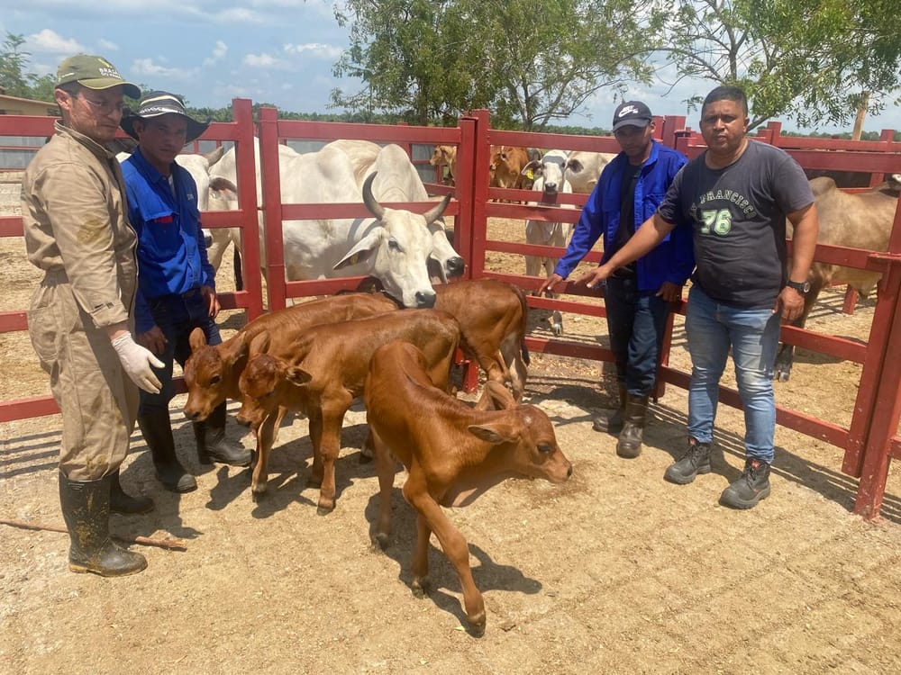 Nacen cuatro terneros puros de ganado Chino-Santandereano imagen de la publicación