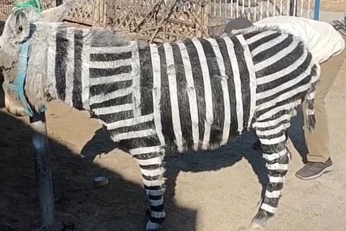 VIDEO. Zoológico chino pintó burros y los exhibió como cebras imagen de la publicación