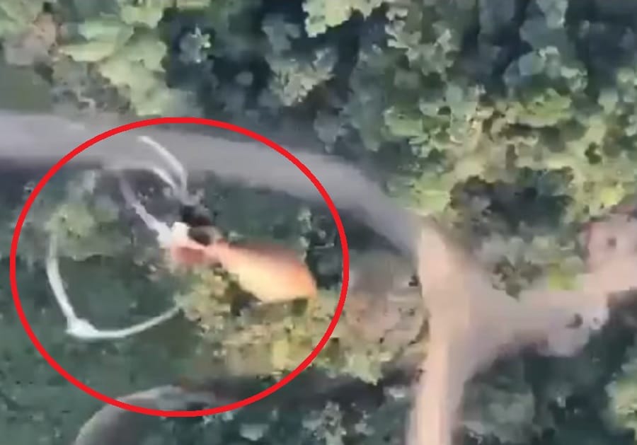 Con drones cargados con explosivos se enfrentan disidencias de las Farc y el ELN en Catatumbo imagen de la publicación