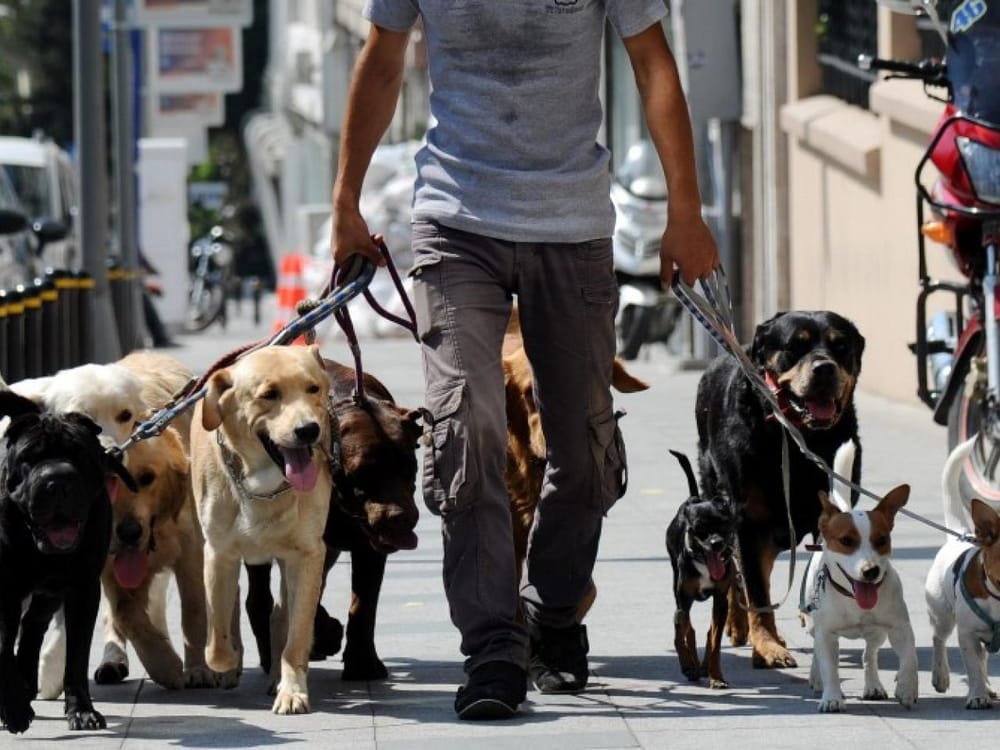 ‘Antimascotas’ baleo a paseador de perros en Bucaramanga imagen de la publicación
