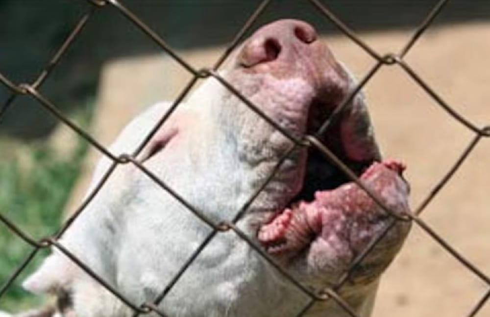 Cachorro pitbull mordió en la cara a un niño de 10 años en Girón imagen de la publicación