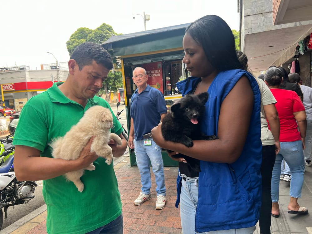 Autoridades en alerta contra venta ilegal de mascotas imagen de la publicación