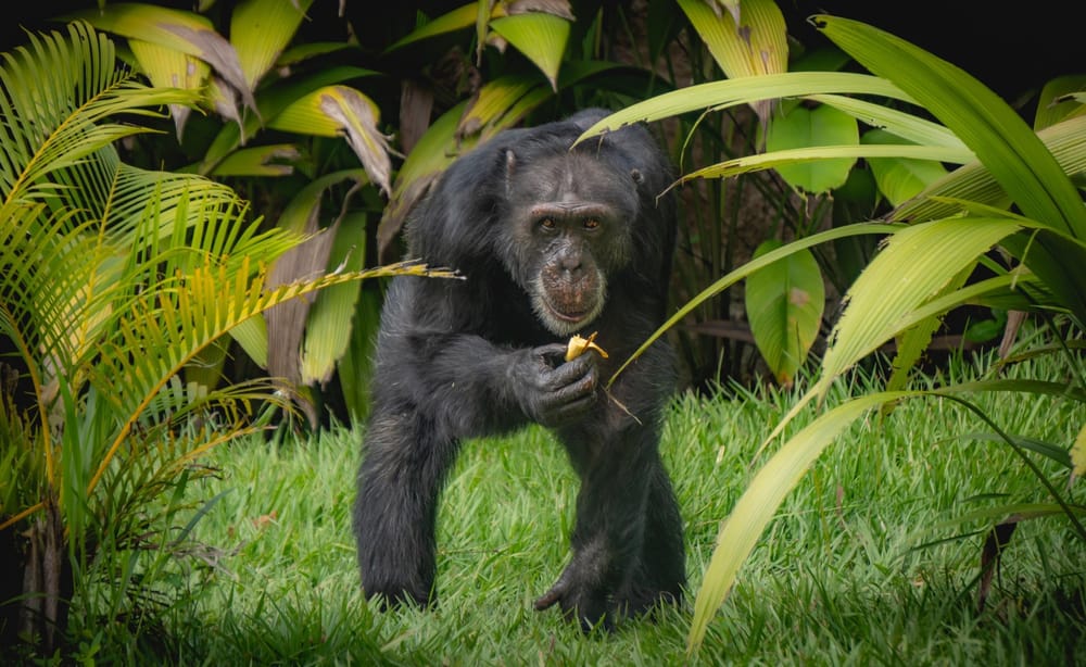 Yoko, el último chimpancé en cautiverio en Colombia, partió hacia un santuario en Sao Paulo imagen de la publicación