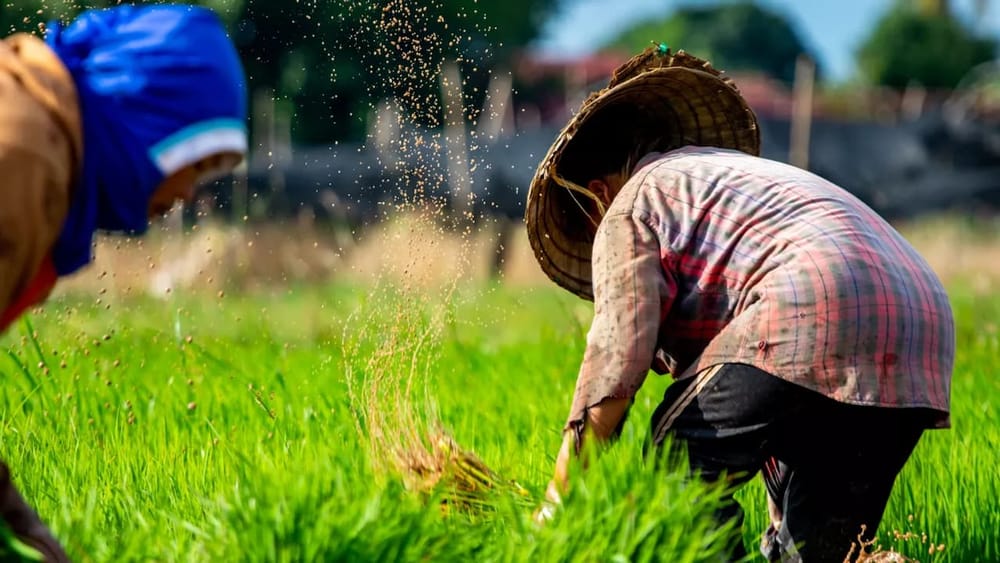 Crisis arrocera estalla en Colombia: productores van a paro indefinido imagen de la publicación