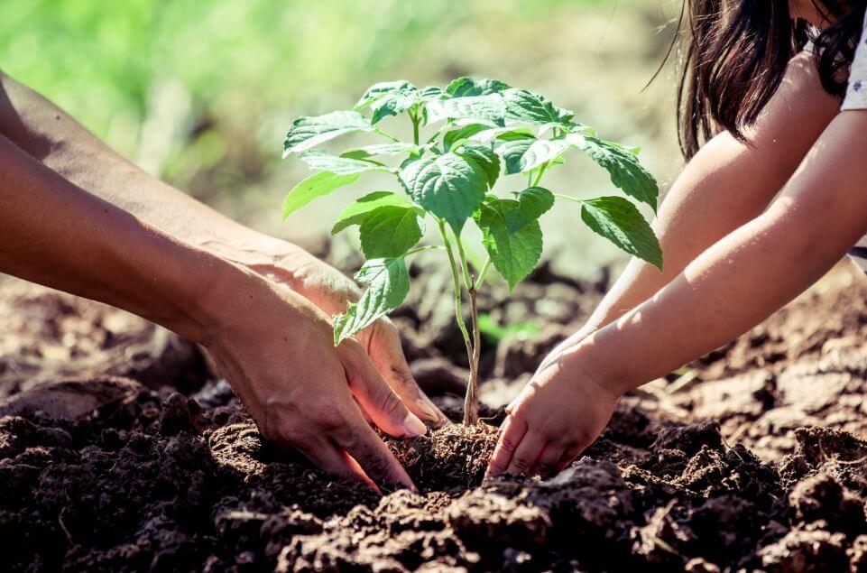 Santander se alista para una jornada histórica de reforestación imagen de la publicación