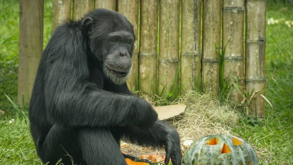 Brasil le cambia la vida a Yoko, el chimpancé marcado por el maltrato imagen de la publicación