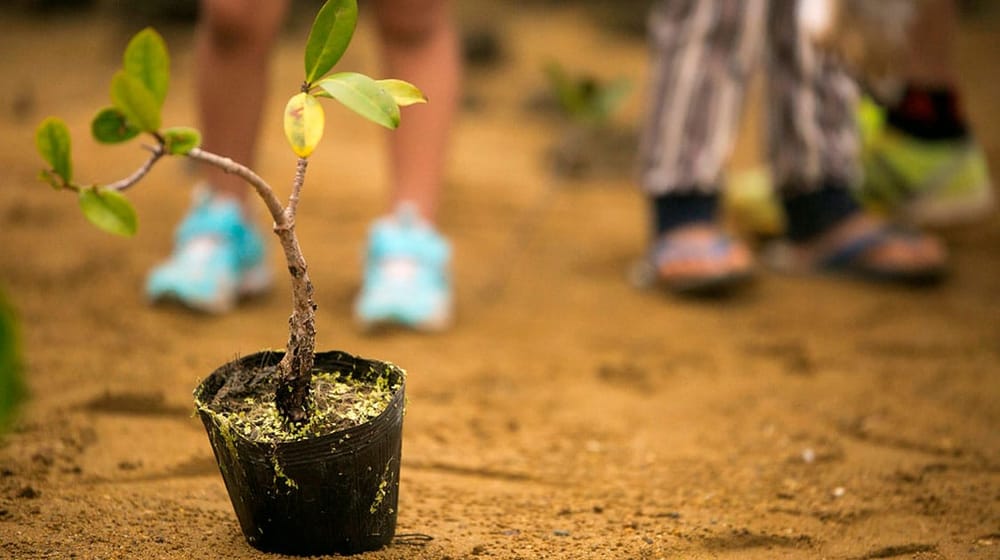 En el Día del Árbol, lanzan campaña para sembrar árboles a cambio de compras en canales digitales imagen de la publicación