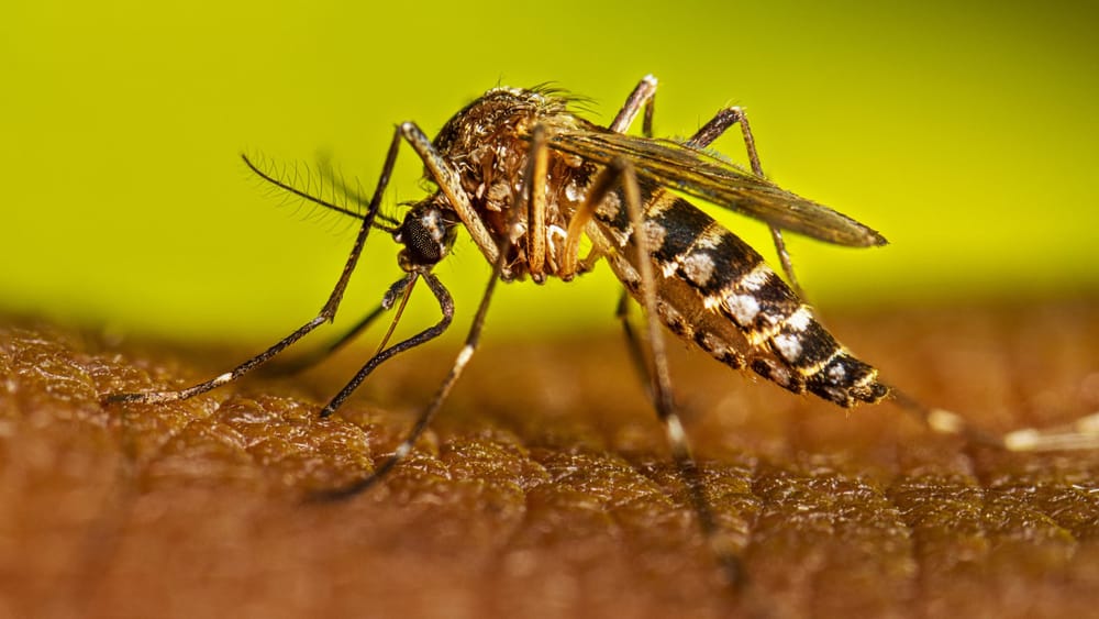 Mosquitos del dengue desarrollaron resistencia a fumigación: revela investigación imagen de la publicación