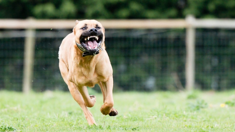 Niño de siete años en estado grave al ser atacado por dos perros imagen de la publicación