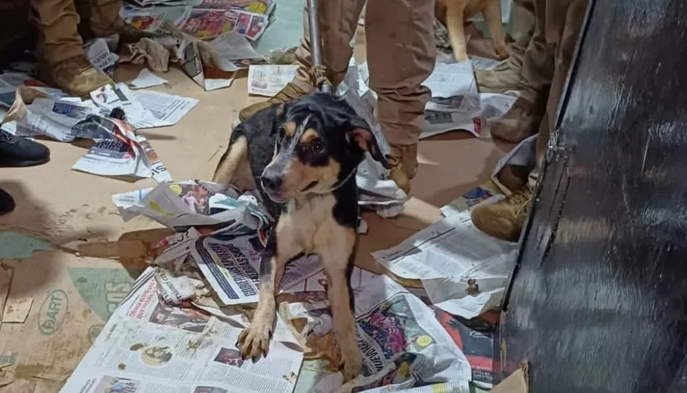 Denuncian a mujer por adoptar animales para rituales imagen de la publicación