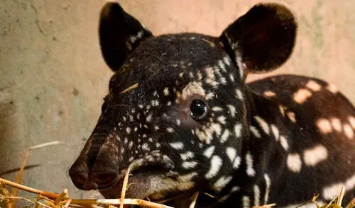 España celebra el primer nacimiento de un tapir malayo: una victoria tras 20 años de conservación imagen de la publicación