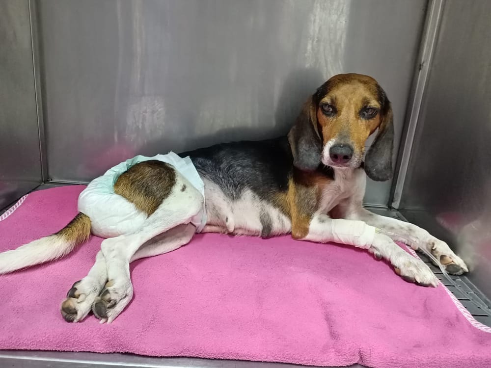 Millonaria multa para el hombre que abandonó a 'Lilo' en el Kennedy imagen de la publicación