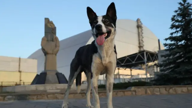 Los perros de Chernobyl: evolución en un entorno radiactivo extremo imagen de la publicación