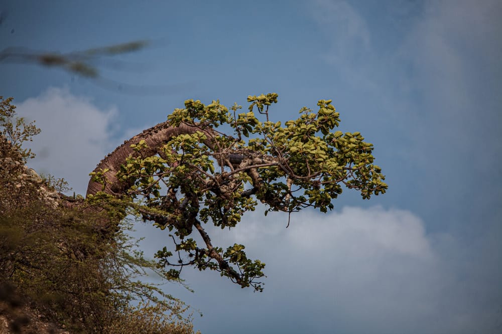 Ceiba barrigona fue protagonista en plan de restauración ecológica en el Chicamocha imagen de la publicación