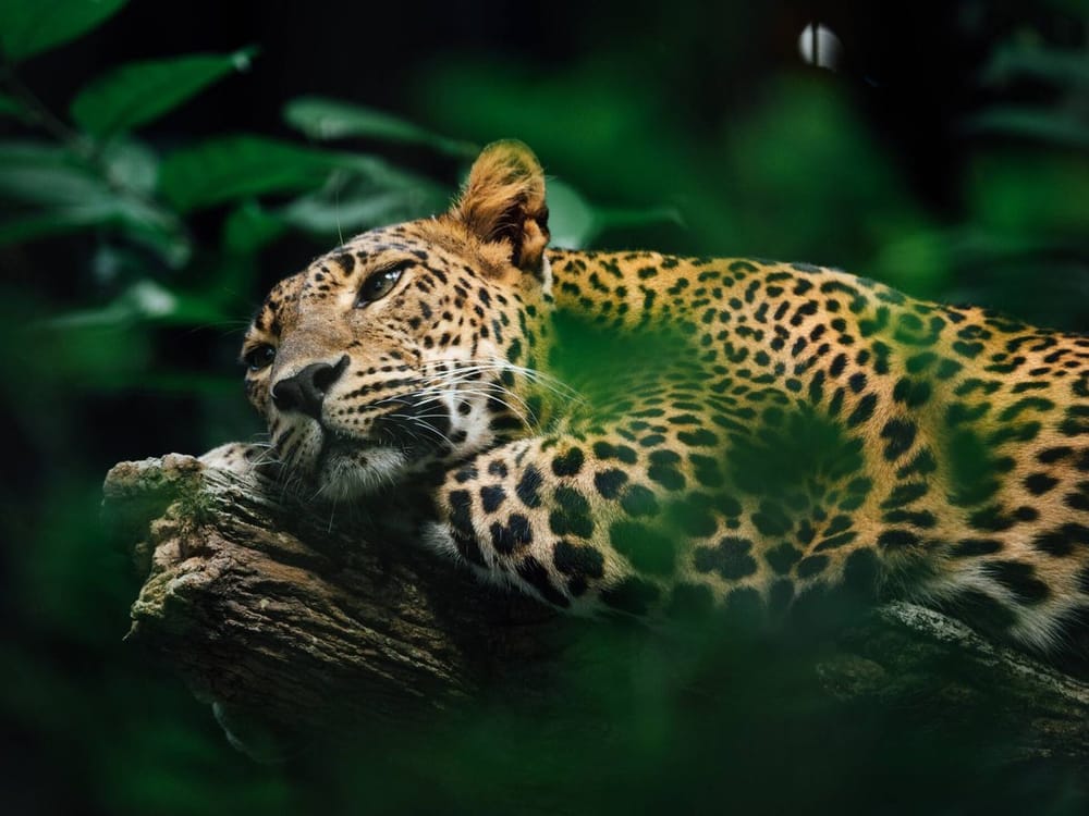 Colombia lanza iniciativa para proteger la biodiversidad en Semana Santa imagen de la publicación