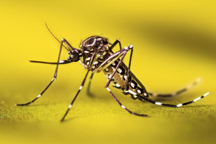 Autoridades refuerzan medidas contra fiebre amarilla en Santander imagen de la publicación