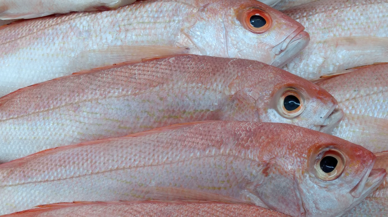 Crecen las ventas de pescado en Semana Santa: así puede identificar uno fresco imagen de la publicación