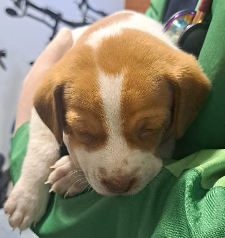 ¡Indignante! Cachorra encontrada en el baño de El Dorado fue rescatada imagen de la publicación