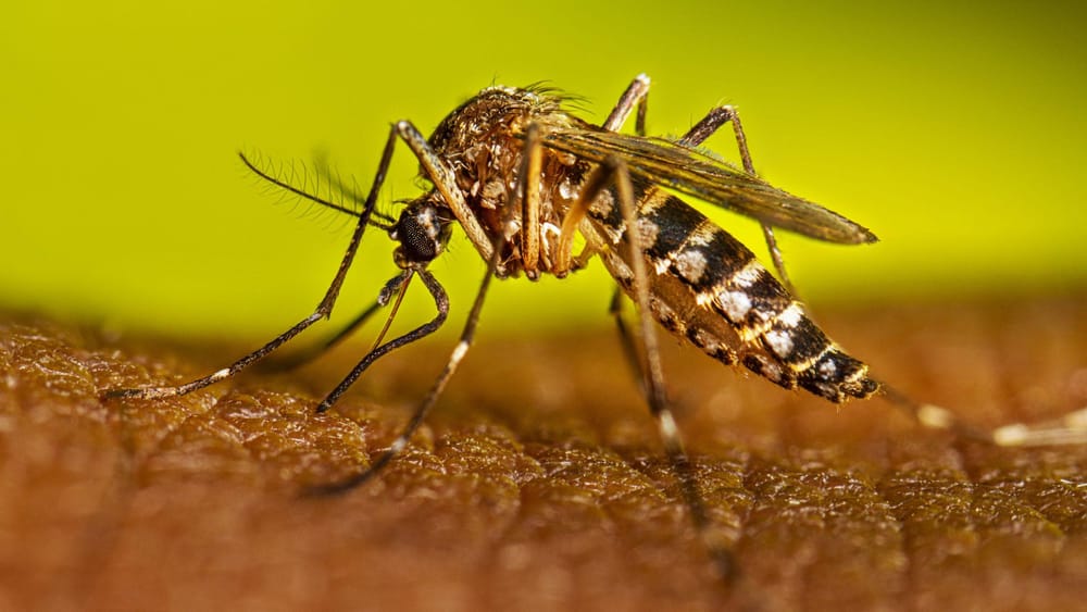Brote de fiebre amarilla revela crisis ambiental y sanitaria en Colombia imagen de la publicación